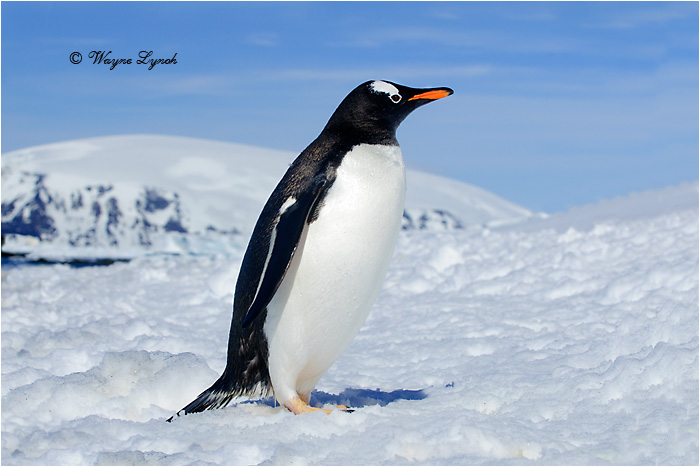 Gentoo Penguin by Dr. Wayne Lynch &copy;